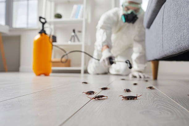 Post-Treatment Bed Bug Interceptor Monitoring in Minerva Park